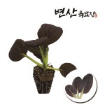비타민 모종 다채 적다채 : 변산육묘장