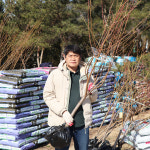 복숭아나무 묘목 3년생 결실주 백도 복숭아 : 한밭농원