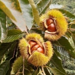 25년산 공주 정안 햇밤 대보/옥광 4kg : 형제알밤농장