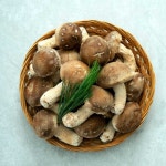 착한송이버섯 송화고 송고송화 송향버섯 선물용및 가정용1kg : 송향버섯농장