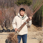 망고자두 플럼코트 살구나무 나무 묘목 접목 1년생 샤이니 특묘 : 한밭농원