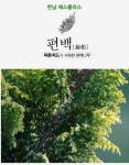 새집 새가구 새차 냄새제거 피톤치드 천연 탈취제 숲향가득 전남 장성 편백숲에서 제조 : 한남에스플러스