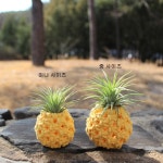 미니파인애플 마크라메, 틸란드시아 이오난사 받침대, 거치대 화분, 먼지먹는 식물 : Moda Mode