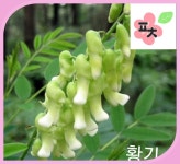 황기 씨앗(200립) -한약재 삼계탕약재 종자씨앗 할인 꽃씨앗 채소씨앗 구근식물 야생화 약초 포천매화동농장 씨앗모음 : 포천매화동농장