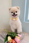 강아지 고양이 손뜨개 꽃목걸이 케이프 노랑 : 꽁냥상점