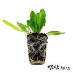 근대 모종 청경근대 2개 : 변산육묘장