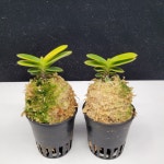 [당진풍란농장] 대장금 A급 : 당진풍란농장