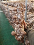 표고버섯 생표고 중품 1kg 무농약 GAP인증 농장직송 : 사랑이네표고농장