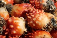 통영 멍게 활멍게 손질 깐멍게 400g 1kg : 뚝딱밥상