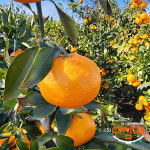 [아침에]제주 귤 노지귤 하우스귤 조생귤 산지직송 한라봉 천혜향 카라향 블러드오렌지 탐라향... 인플루언서 live방송출현 : 주식회사 아침에