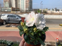 철쭉 봄꽃 청양 아젤리아 종류 철쭉화분 키우기 철쭉나무 : 파란식물