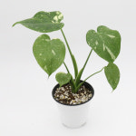 무늬 몬스테라(C급) : 담티수족관