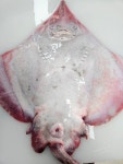 목포,지도 암치 참홍어 한마리 5.5 kg 상품 : 목포착한수산