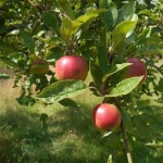 3번 명품 홍천 사과즙 한박스 100ml x 50개 추석 사과선물세트 달콤한맛 새콤한맛 : 김채원짱