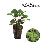 캣닢모종 개박하 캣 민트 : 변산육묘장