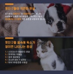 (동호회 다량구매) 펫토닉 반려동물 티백(10포) 수제애견간식 고양이 펫푸드 댕댕 냥냥 : RexHome Lab