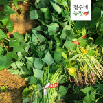 해남 고구마모종 10kg 고구마순 싹 : 철수네농장