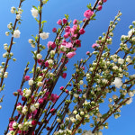 (중매인1호) 매화나무 옥매화 홍매화 생화 : 영남화훼농협 중매인1호