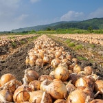 황토밭 농장직송 국내산 단단한 무안양파 3kg/5kg/10kg : A 테이블