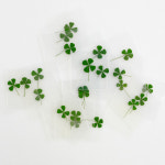 압화 네잎클로버 네잎클로버코팅 감사카드 축하 단체주문 : 체크스토리