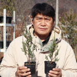 스카이로켓 묘목 서양 측백나무 4치 포트묘 : 한밭농원