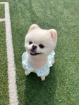 핫써머 체리원피스 강아지옷 애견의류 : 에이에이피
