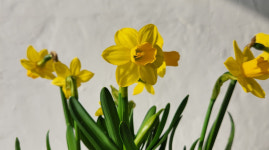 수선화 구근 모종 봄꽃화분 : 디어그린