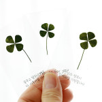 압화 네잎클로버 네잎클로버코팅 감사카드 축하 단체주문 : 체크스토리