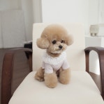 강아지 고양이 알로 티셔츠 : 하이쥬디