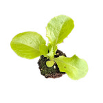 미소화원농장 청치마 청상추 모종 (1개) : 미소화원농장