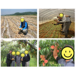 얼라이브 효소제 뿌리발근제 바이러스 해소 및 EC농도 감소 도움 250ml 500ml 1L 얼라이브 효모 농법 : 필수농자재