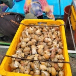 정직한수산 백고동 백골뱅이 당일조업 산지직송 찰고동 백고동무침 골뱅이무침 1kg : 포항 정직한 수산