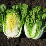 밥에는 국산 절임배추 3kg 배추 김장 재료 신선한 우리농산물 : 이고마켓