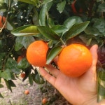 새콤달콤 농장직송 고당도 감귤 5k 10k 15k : 제주은선농원