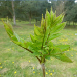 들매나무묘목(들메) 3년 : 세종원예농원