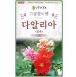 달리아 다알리아꽃씨 키우기 파종2000립(20g) 여름가을에피는꽃 혼색 : 이삭그이레