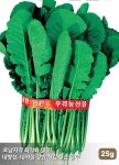 다농호남 열무씨앗 재배 파종시기 심기 25g : 이삭그이레