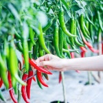 꼬추탄탄 4kg 탄저균 길항미생물 특허 고추재배 복합비료 : 스토어 영농사