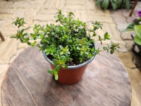 백리향 : 별난꽃집