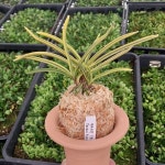 천혜복륜 풍란 난 농장 고급 소엽 난초 천혜복륜(부귀란) 숯돌꽃 : 숯돌꽃