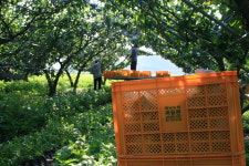 50년 전통 하동 대남농원 배즙 110ml : 우아식탁