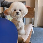 강아지옷 린넨 셔츠 S-XL : 리리몽드