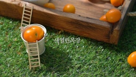 새열린목장 수제 금귤요거트 500ml(180ml, 1,000ml) : 새열린목장 수제요거트 치즈