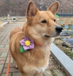 강아지악세사리 꽃목걸이 반다나 나뭇잎 리드줄 : 따숩개하우스