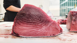 민어청년 생참치 200kg대 국산 참치필렛  참다랑어 모둠참치 500g /1kg : 민어청년