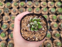 (랜덤미니) 월동자 하월시아 : 삼현이네