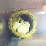 미니메추리 앵무새 항아리 둥지 은신처 포란 산란 새집 : 꼬꼬닭세상