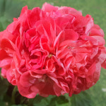 예쁜제라늄 K, 순수지음, 서현 작품, 한국제라늄 농장직송 모종 : 예쁜제라늄농장