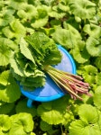 김해 머위 머위잎 머구 봄나물 1KG 2KG : 달굼이 농장