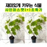 샤인머스캣나무 2개세트 유실수묘목 포도나무 화분 과실수 샤인머스켓모종 : 나만의화원